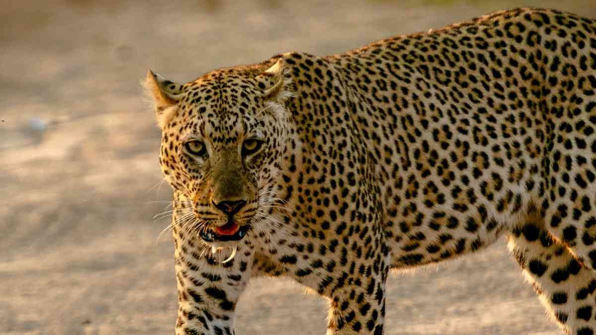 Top 10 Fastest Animals in the World 2025: Land, Air and Sea