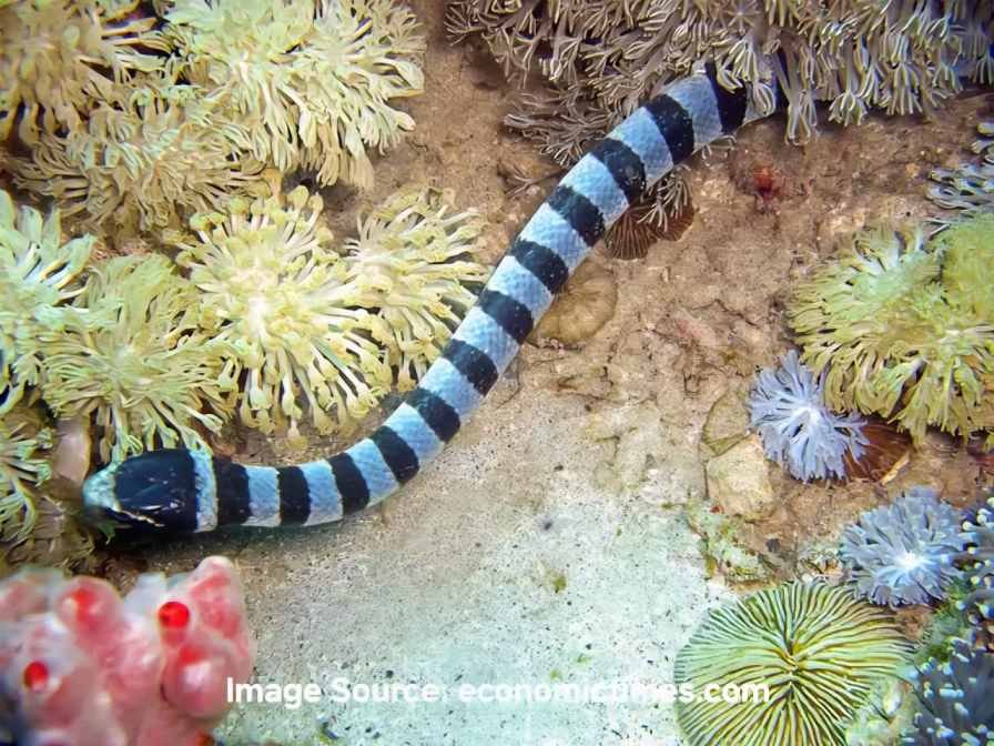 Belcher's Sea Snake 