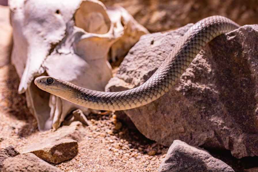 Top 10 World's Most Venomous Snake | Deadliest Poisonous Snakes 2025