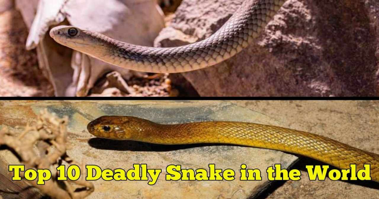 Top 10 World's Most Venomous Snake | Deadliest Poisonous Snakes 2025
