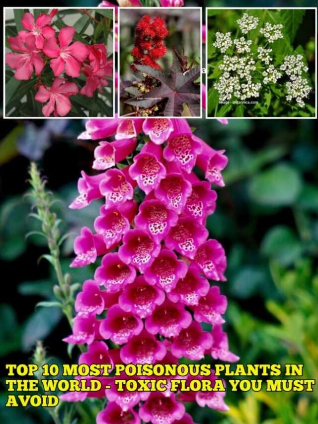 Top 10 Most Poisonous Plants in the World - Toxic Flora You Must Avoid