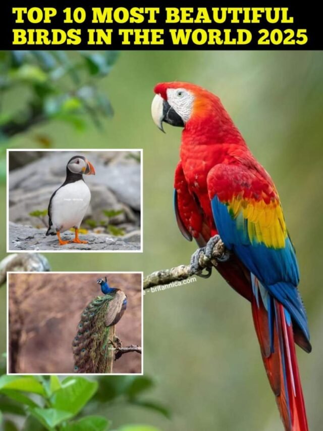 Top 10 Most Beautiful Birds in the World 2025