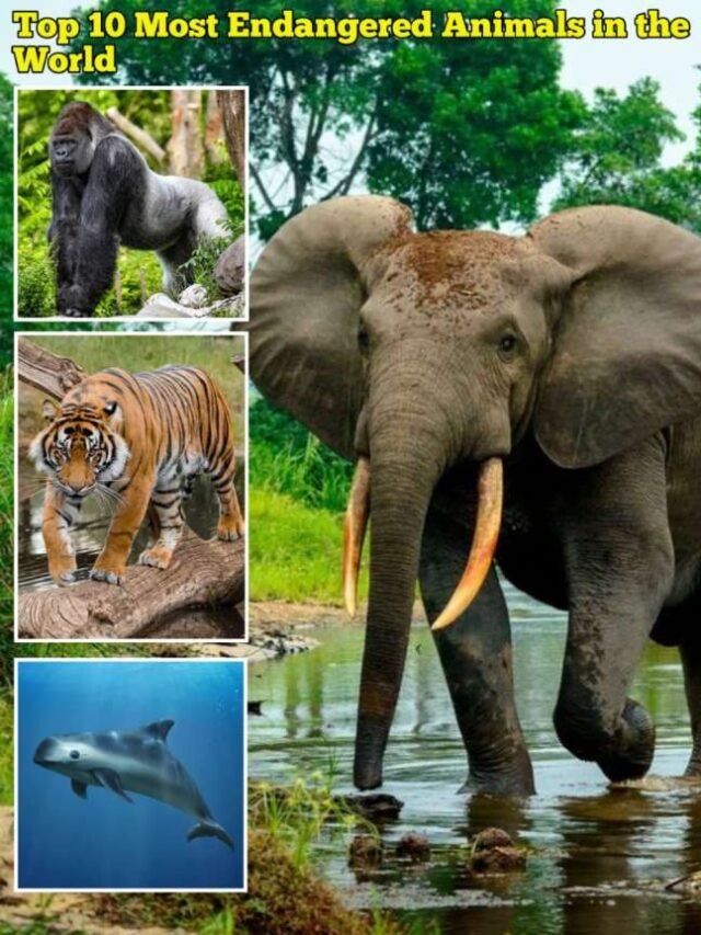 Top 10 Most Endangered Animals in the World 2025 | Critically Threatened Species List